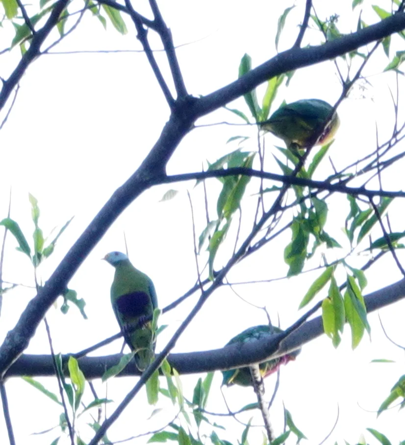 花鼻果鸠(Ptilinopus granulifrons)