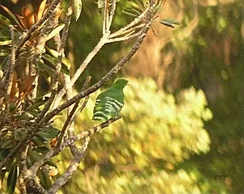 散羽鸠(Ptilinopus holosericea)