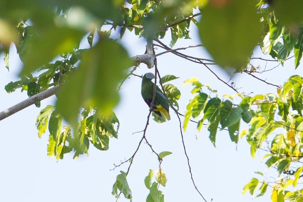 灰头果鸠(Ptilinopus hyogastrus)