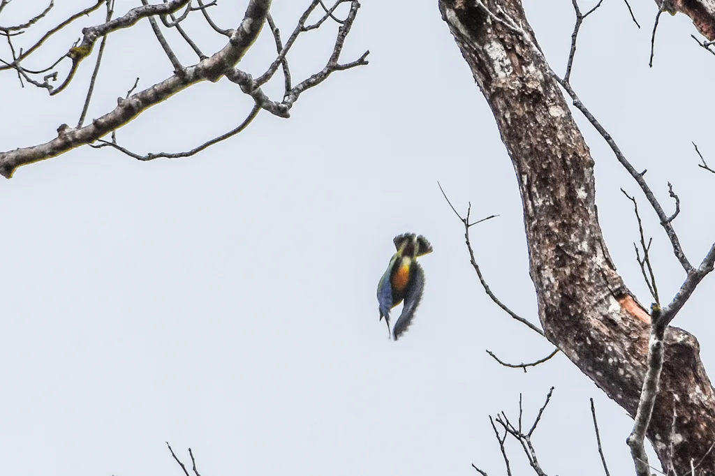 橙腹果鸠(Ptilinopus iozonus)