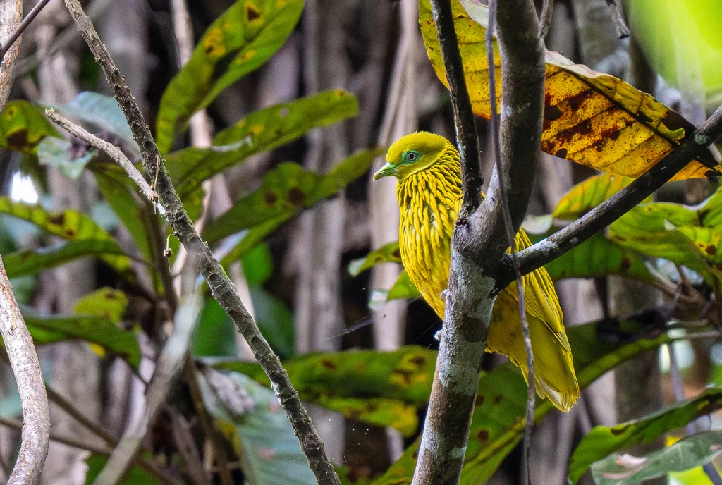 金果鸠(Ptilinopus luteovirens)