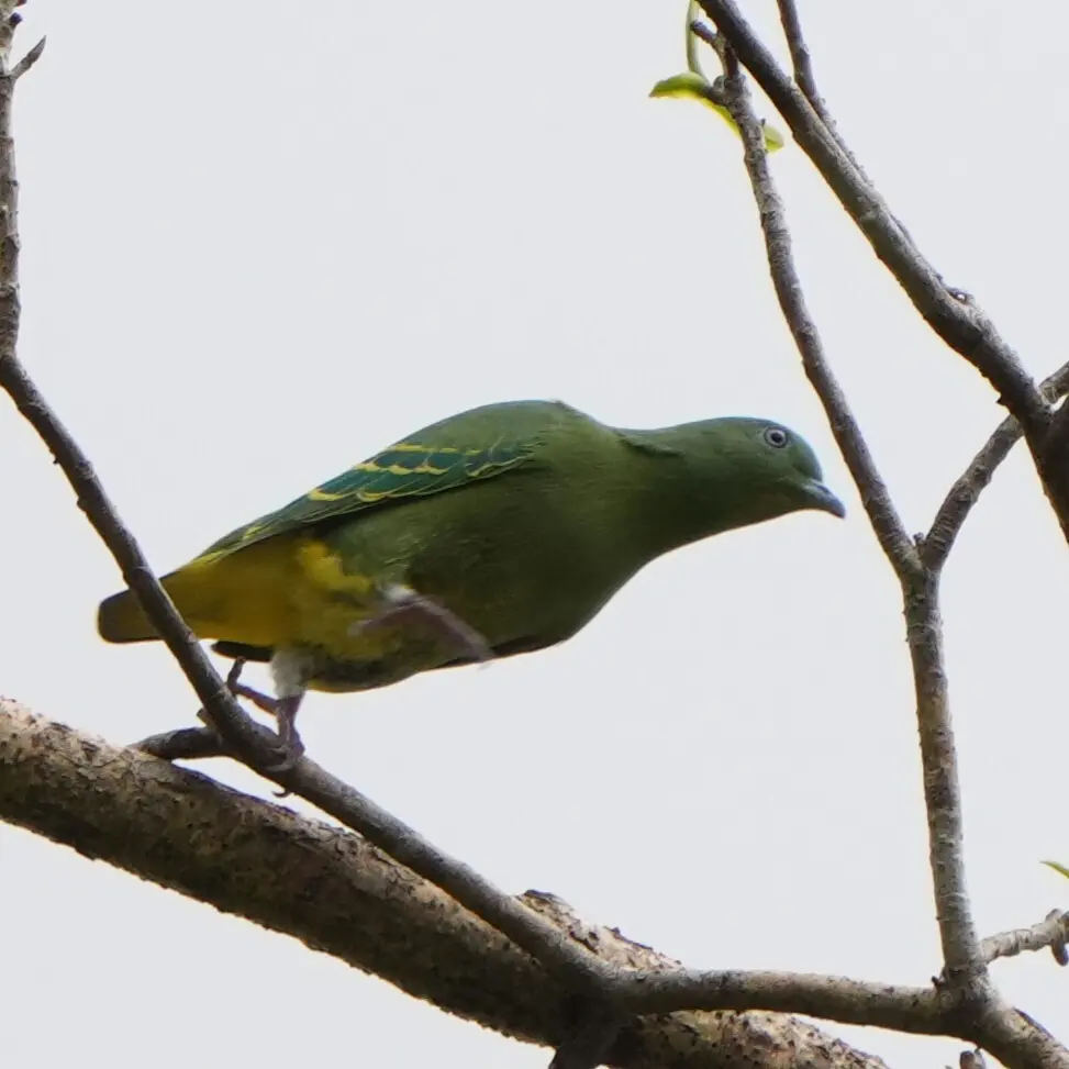 小绿果鸠(Ptilinopus nainus)