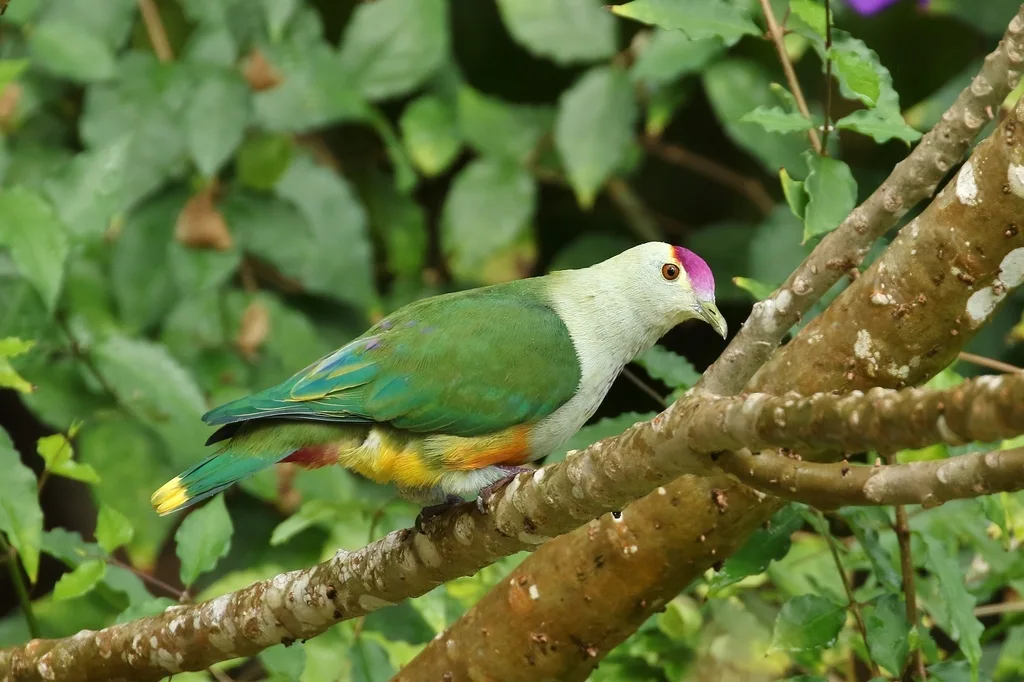 帕劳果鸠(Ptilinopus pelewensis)