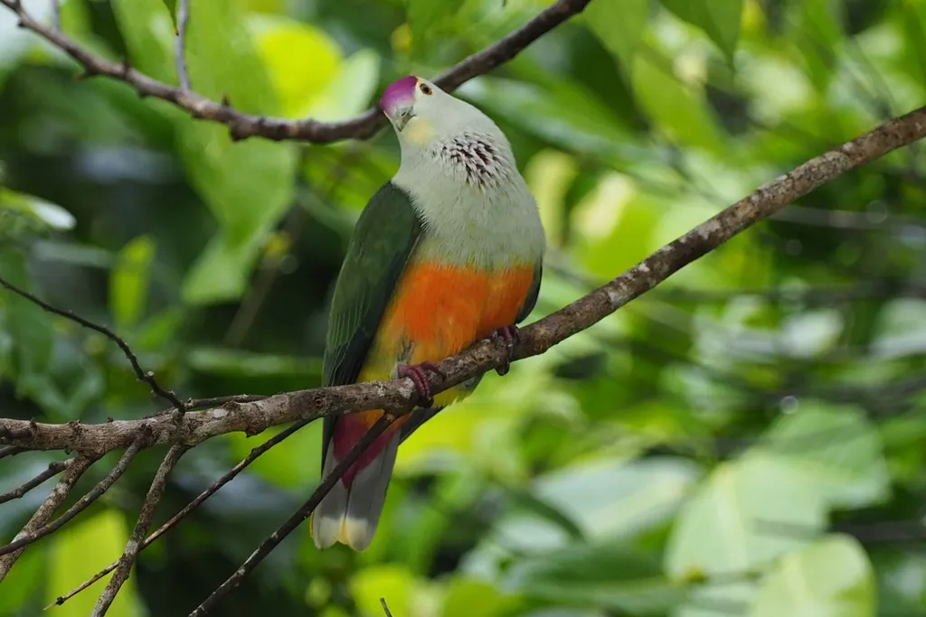 帕劳果鸠(Ptilinopus pelewensis)