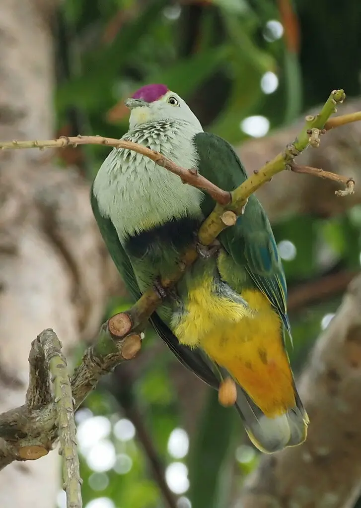紫顶果鸠(Ptilinopus porphyraceus)