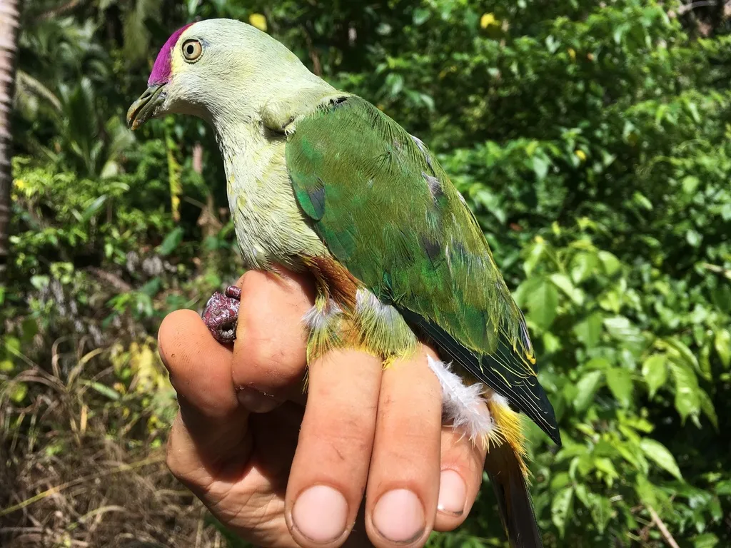紫顶果鸠(Ptilinopus porphyraceus)