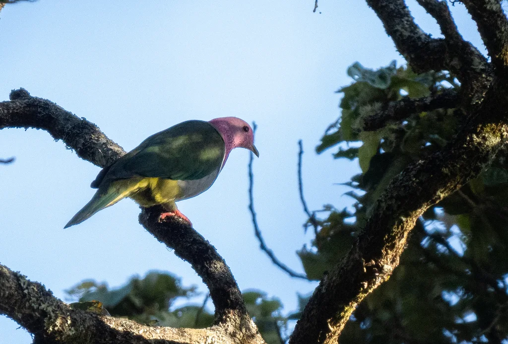 粉红颈果鸠(Ptilinopus porphyreus)