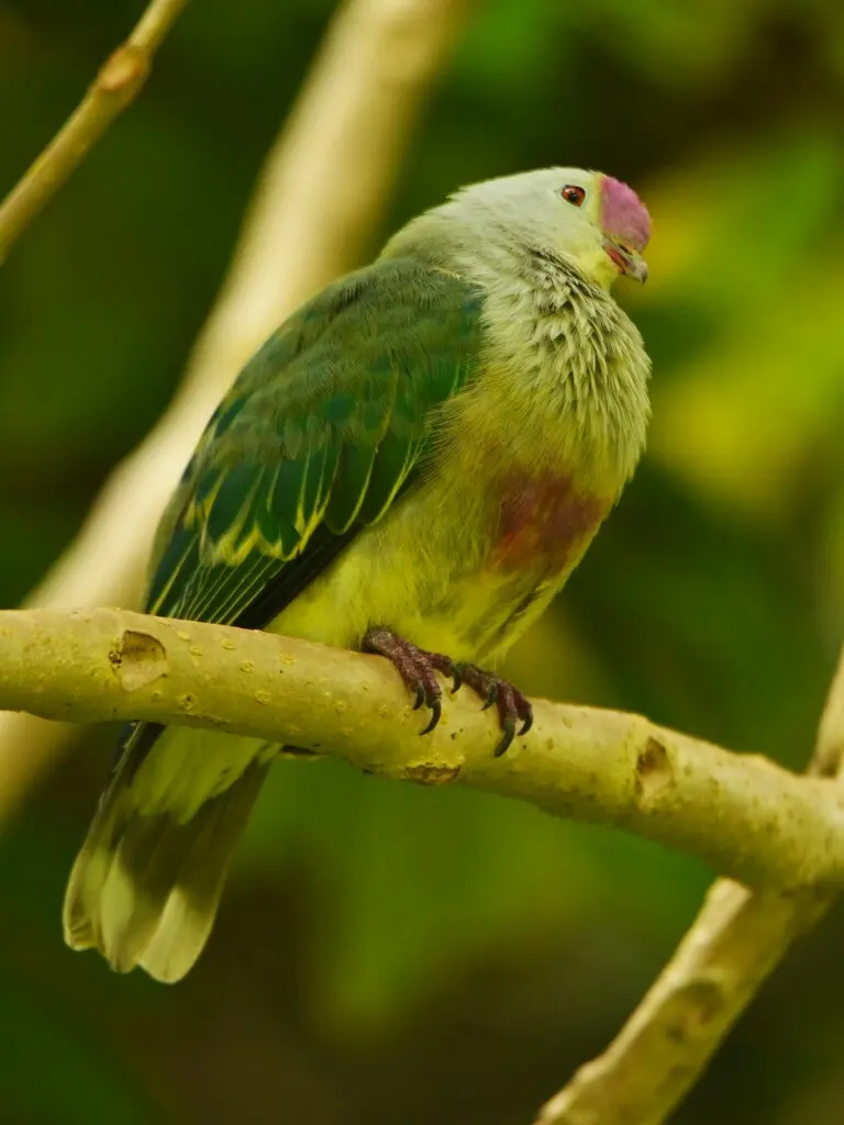 拉罗果鸠(Ptilinopus rarotongensis)