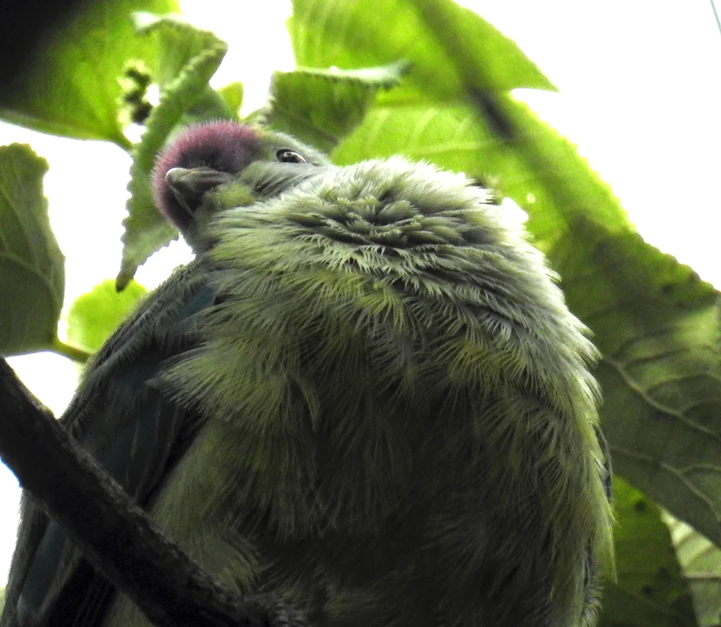 拉罗果鸠(Ptilinopus rarotongensis)