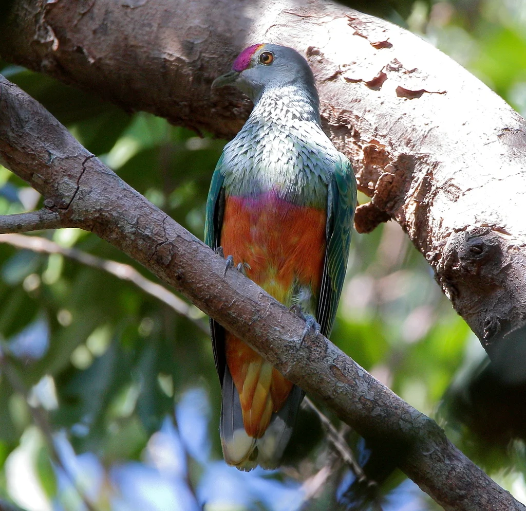 粉顶果鸠(Ptilinopus regina)