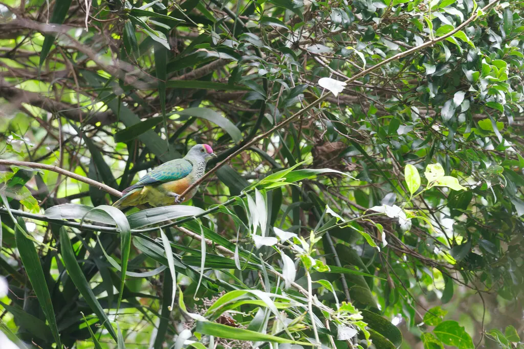 粉顶果鸠(Ptilinopus regina)