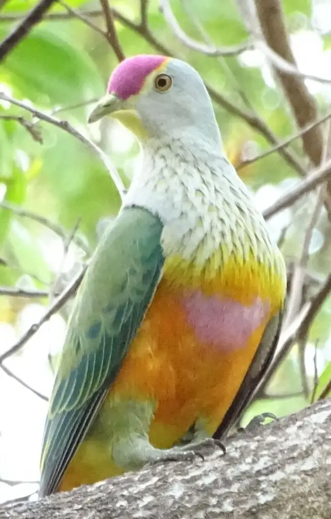 粉顶果鸠(Ptilinopus regina)