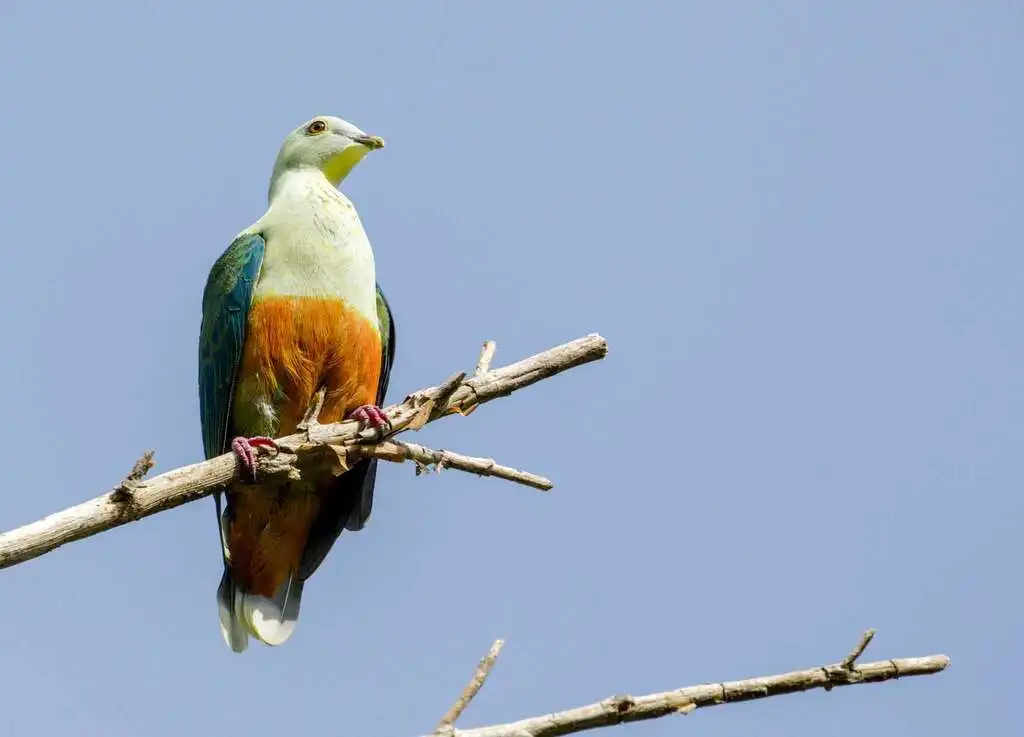 银顶果鸠(Ptilinopus richardsii)