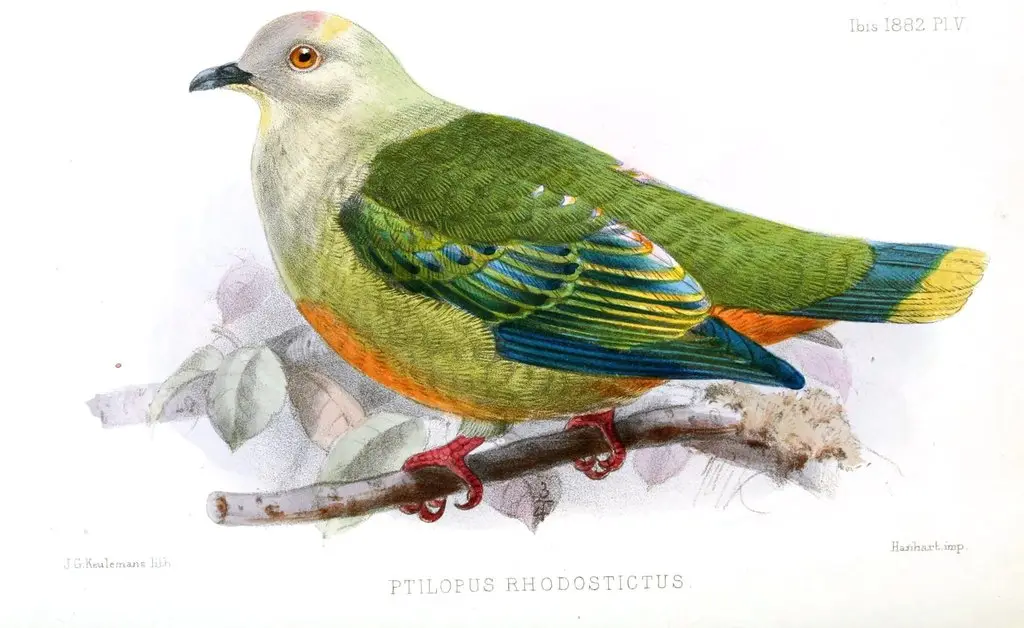 银顶果鸠(Ptilinopus richardsii)