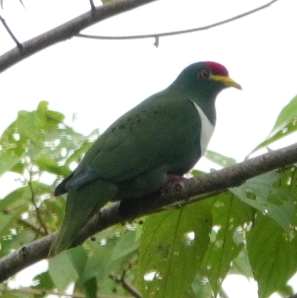 白胸果鸠(Ptilinopus rivoli)