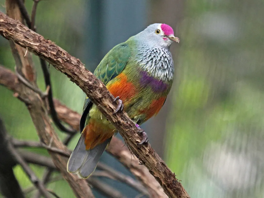 马里岛果鸠(Ptilinopus roseicapilla)