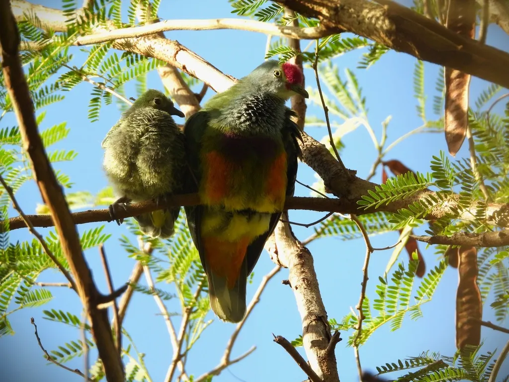 马里岛果鸠(Ptilinopus roseicapilla)