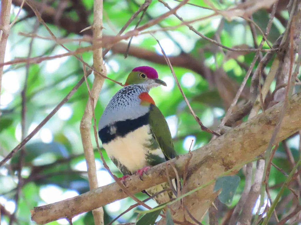 华丽果鸠(Ptilinopus superbus)