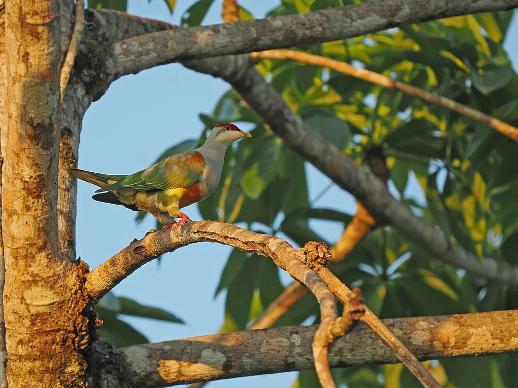 金肩果鸠(Ptilinopus wallacii)