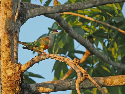 金肩果鸠