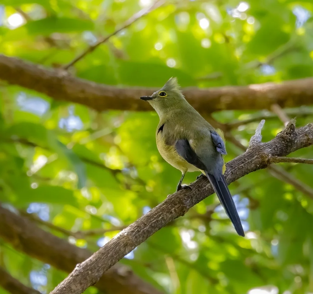 长尾丝鹟(Ptiliogonys caudatus)
