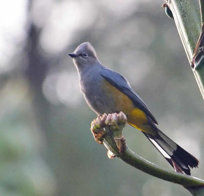 灰丝鹟（Ptiliogonys cinereus）