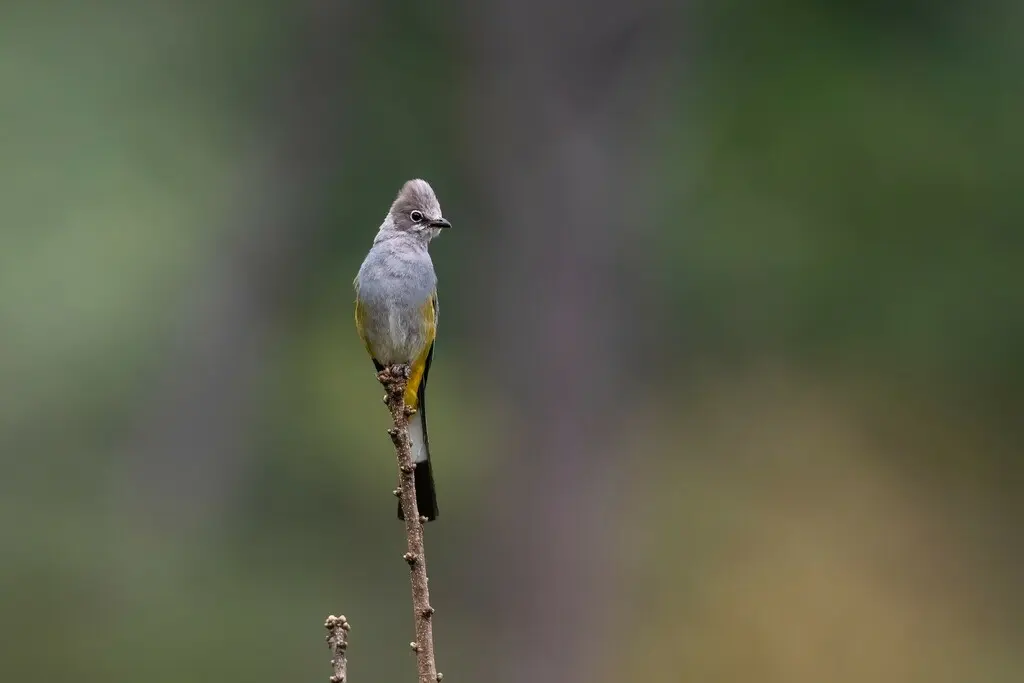 灰丝鹟（Ptiliogonys cinereus）