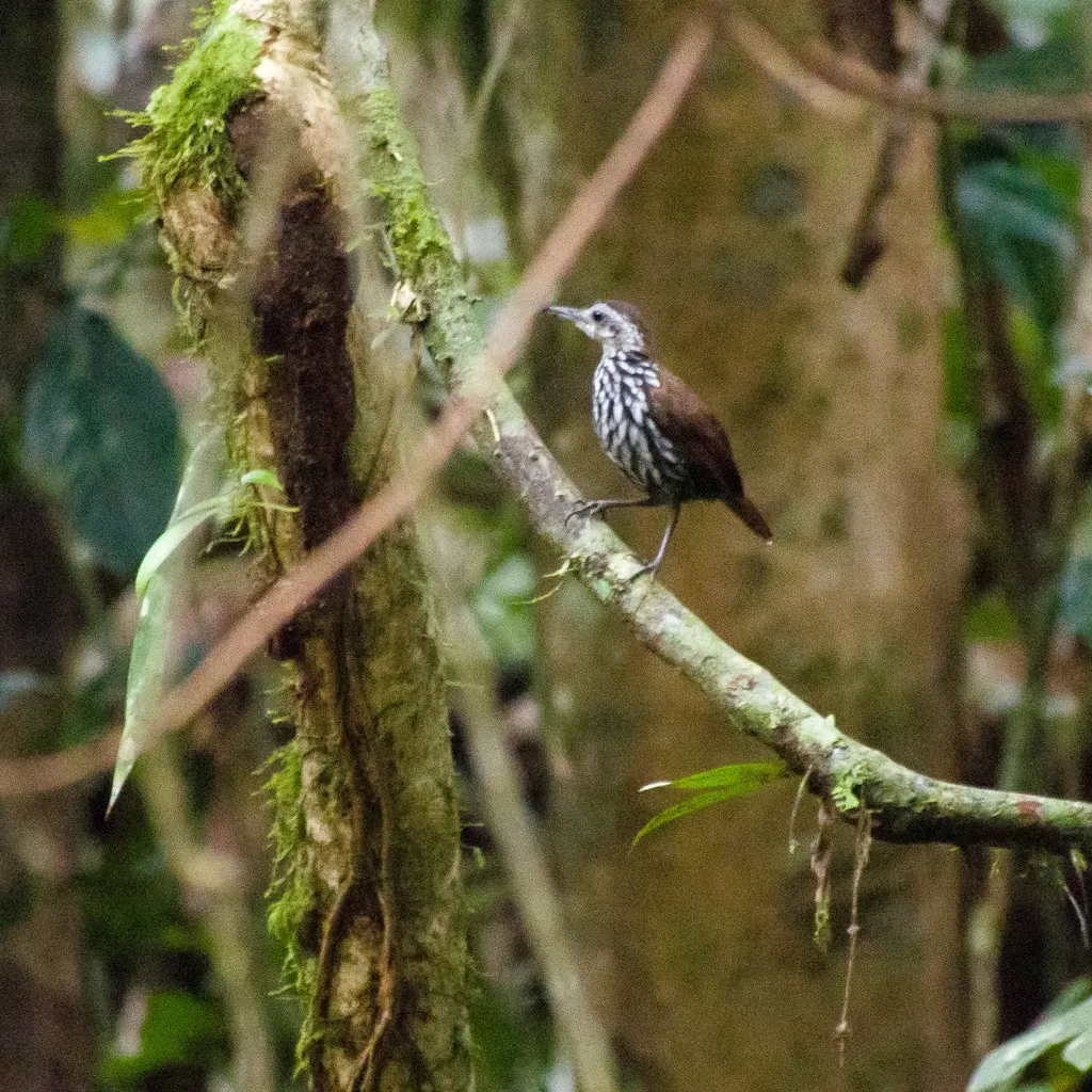 加里曼丹地鹛(Ptilocichla leucogrammica)
