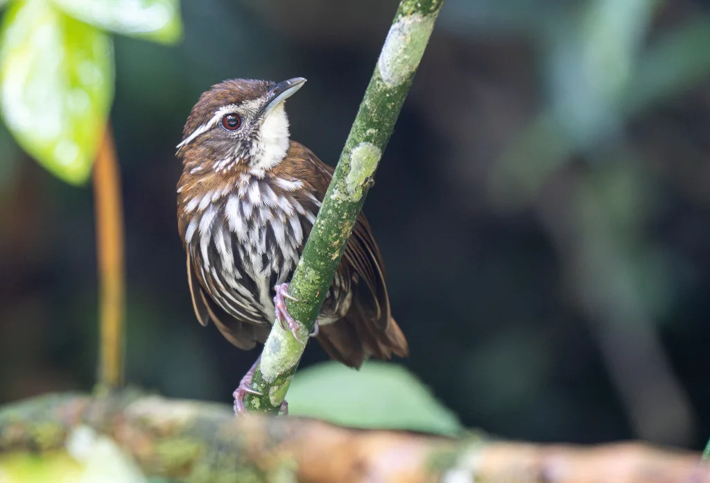 条纹地鹛(Ptilocichla mindanensis)
