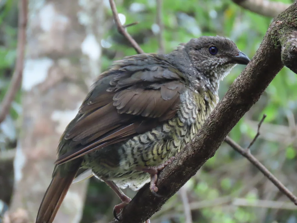 缎蓝园丁鸟(Ptilonorhynchus violaceus)