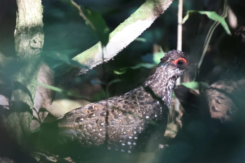 纳氏石鹑(Ptilopachus nahani)