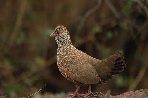 石鹑(Ptilopachus petrosus)