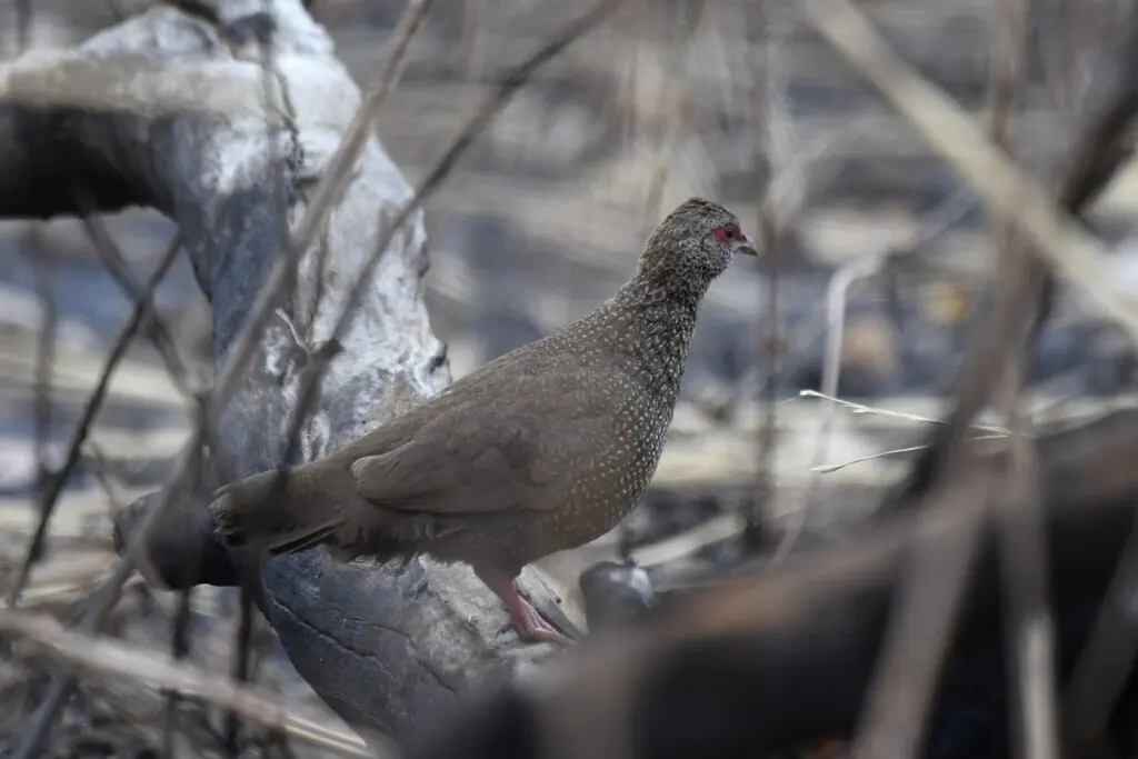 石鹑(Ptilopachus petrosus)