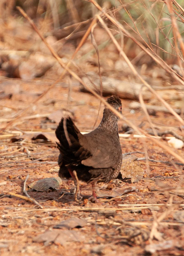 石鹑(Ptilopachus petrosus)