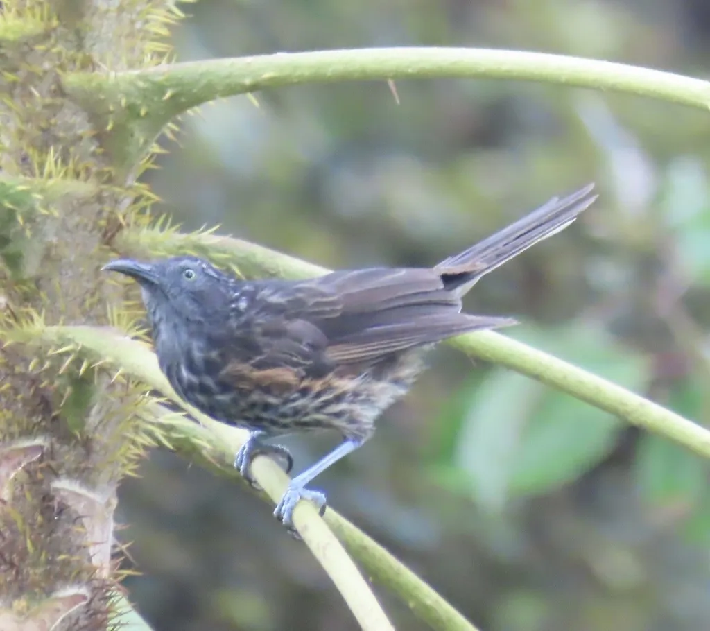 红背嗜蜜鸟(Ptiloprora guisei)
