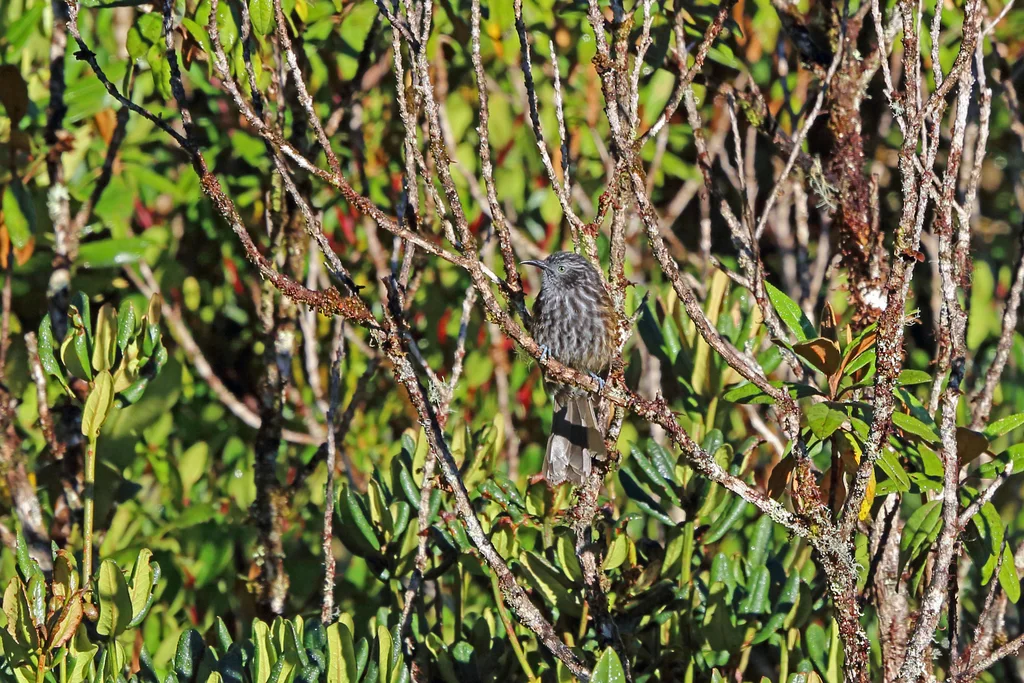 黑背嗜蜜鸟(Ptiloprora perstriata)