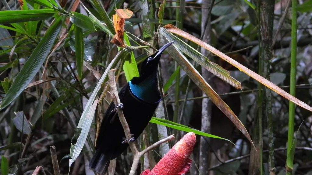 丽色掩鼻风鸟(Ptiloris magnificus)