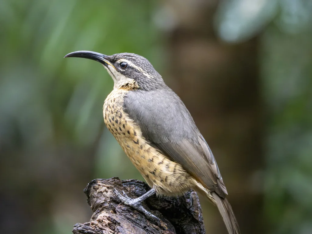 小掩鼻风鸟(Ptiloris victoriae)