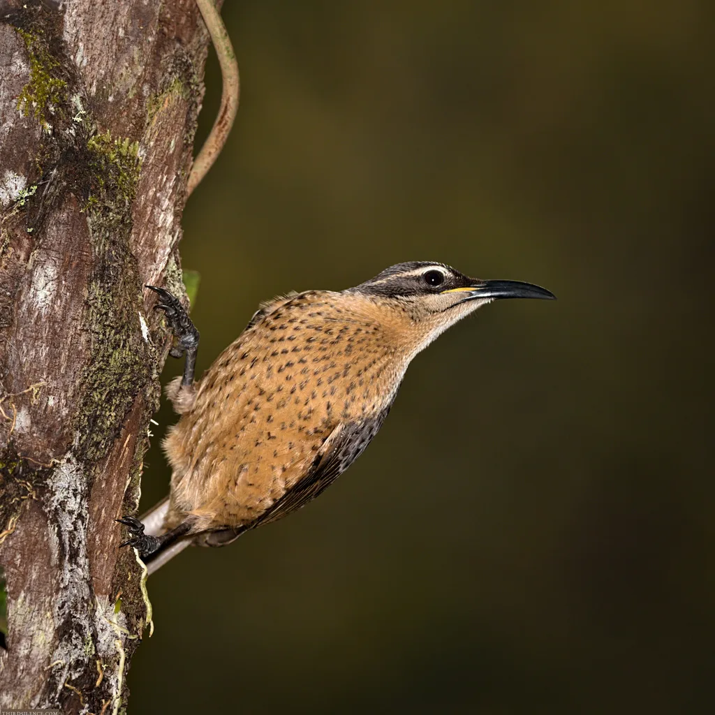 小掩鼻风鸟(Ptiloris victoriae)