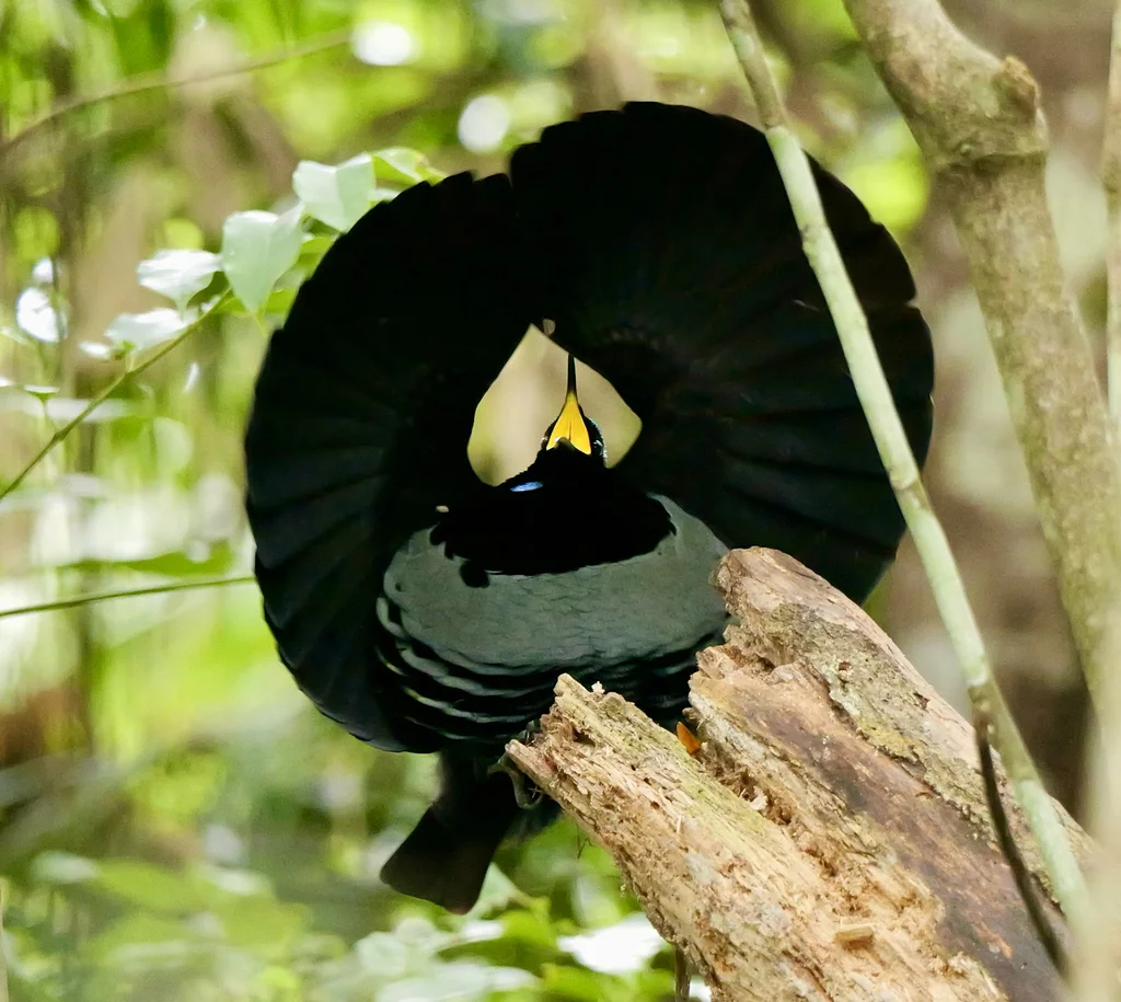 小掩鼻风鸟(Ptiloris victoriae)