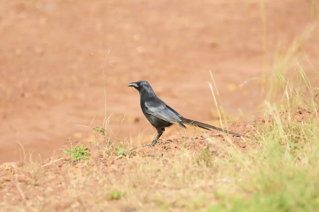 须嘴鸦(Ptilostomus afer)