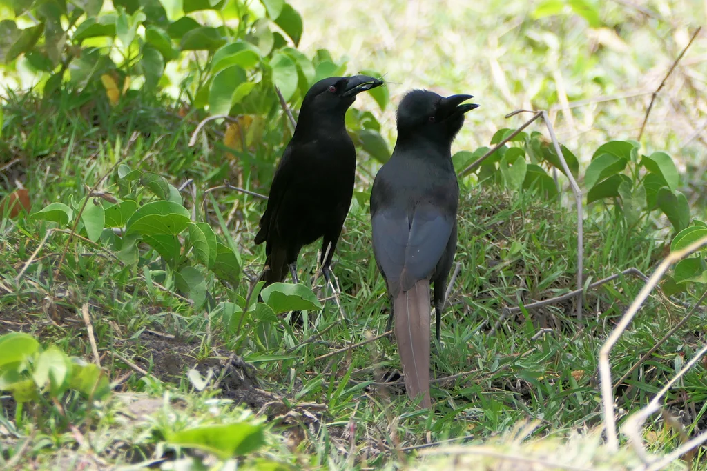 须嘴鸦(Ptilostomus afer)