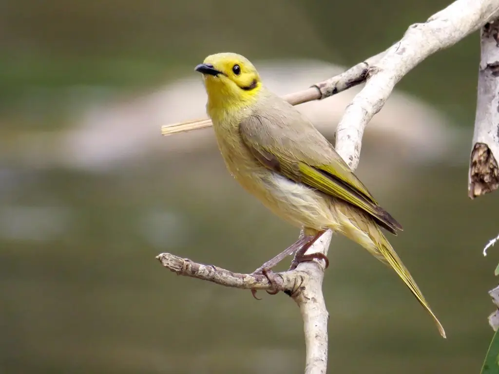 淡黄吸蜜鸟（Ptilotula flavescens）