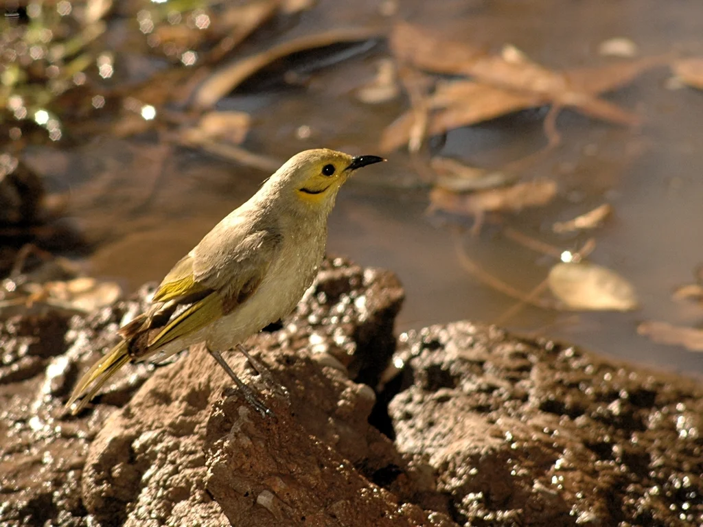 淡黄吸蜜鸟（Ptilotula flavescens）
