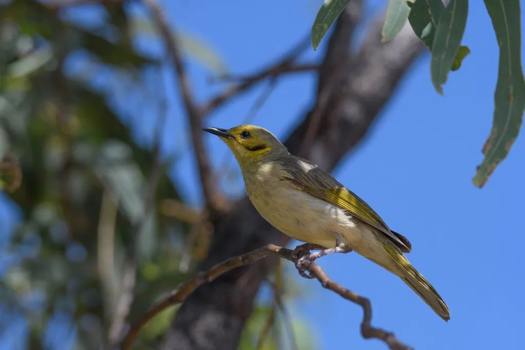 淡黄吸蜜鸟（Ptilotula flavescens）