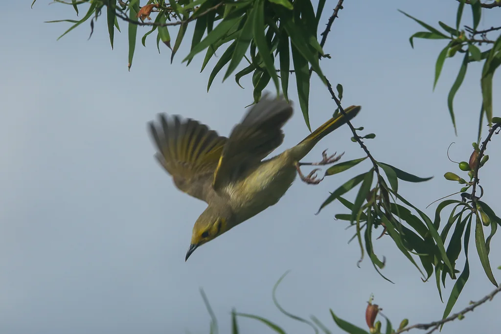 淡黄吸蜜鸟（Ptilotula flavescens）