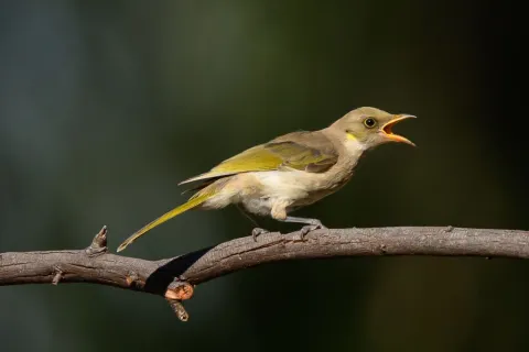 黄翅灰吸蜜鸟