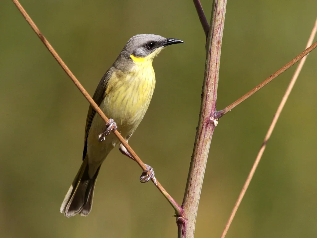 灰头吸蜜鸟(Ptilotula keartlandi)