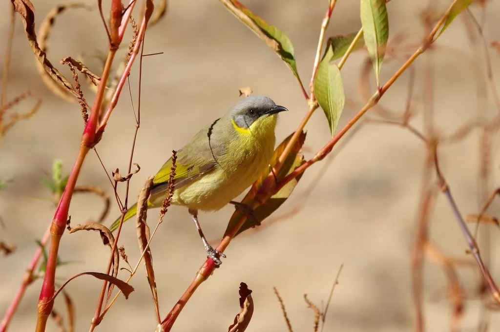 灰头吸蜜鸟(Ptilotula keartlandi)