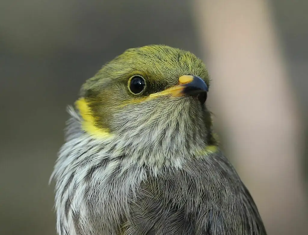 黄痣吸蜜鸟(Ptilotula ornata)